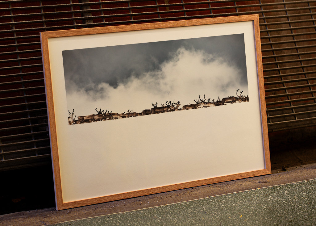 Rentiere hinter dem Schneerücken