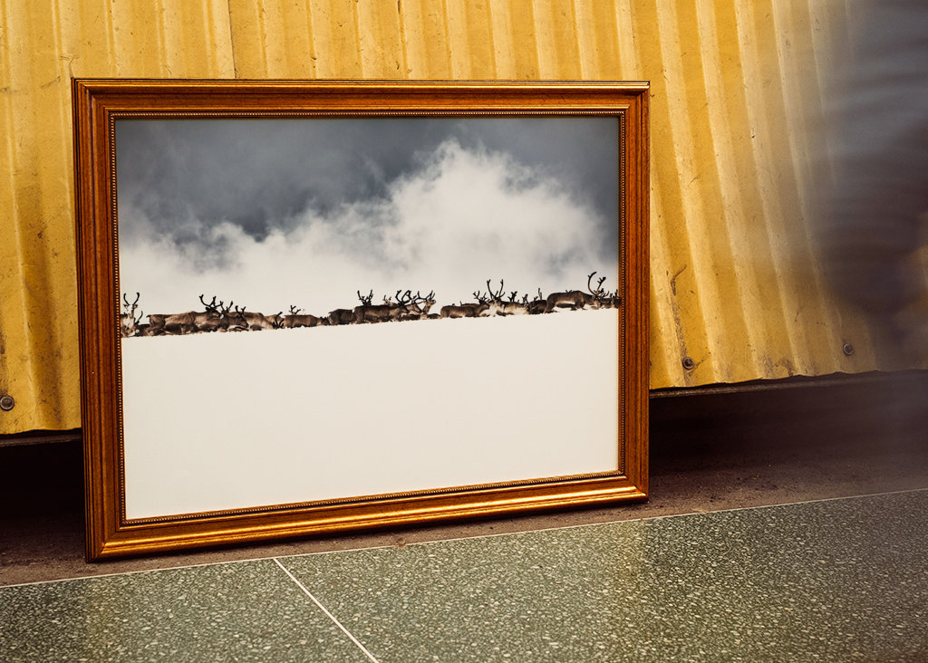 Rentiere hinter dem Schneerücken