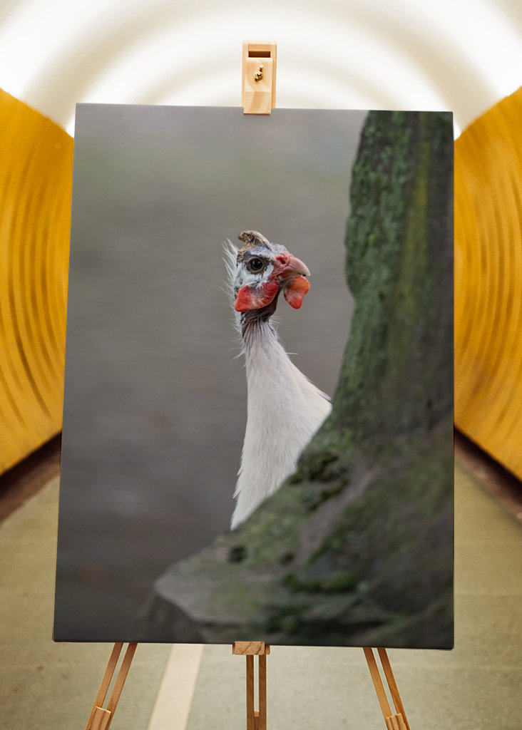 Helmikanat leikkivät piilosta