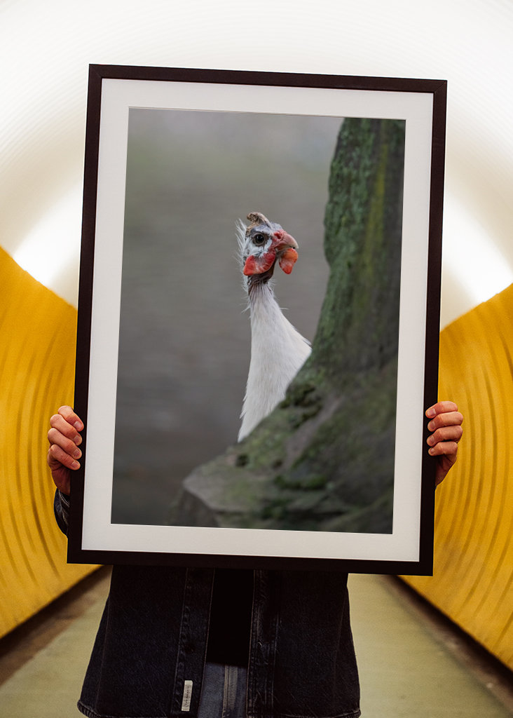 Helmikanat leikkivät piilosta