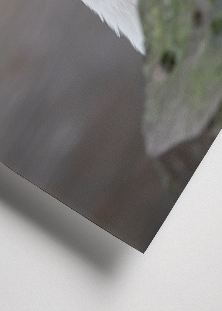 Helmikanat leikkivät piilosta