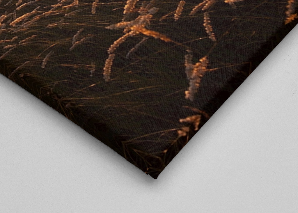 Západ slunce nad travnatým polem