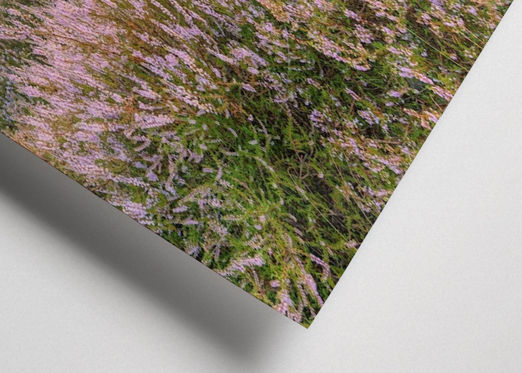 Heidelandschaft im Nebel 