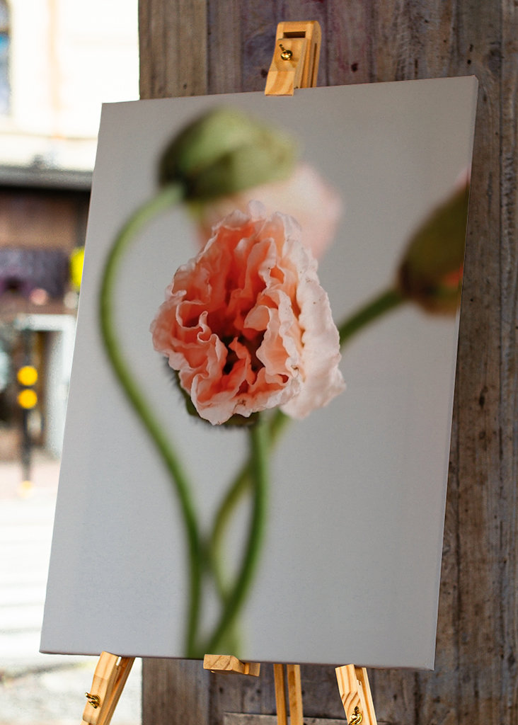 Trilogie in Mohnblumen