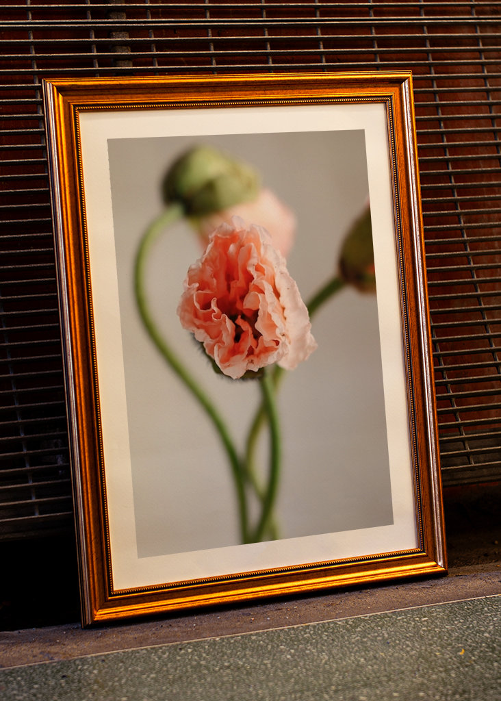 Trilogie in Mohnblumen