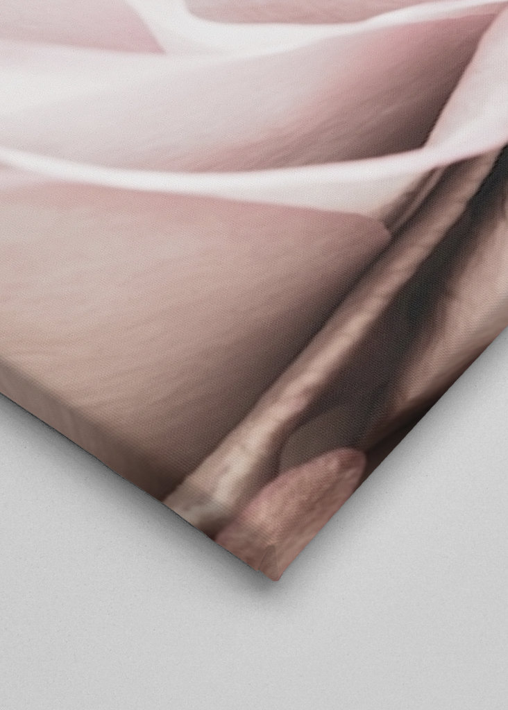 Rosa Ros 6 Zoekertjes