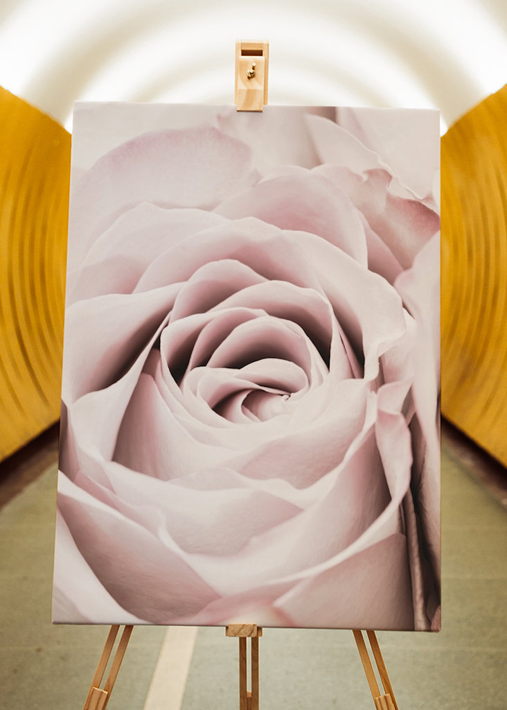 Rosa Ros 6 Zoekertjes