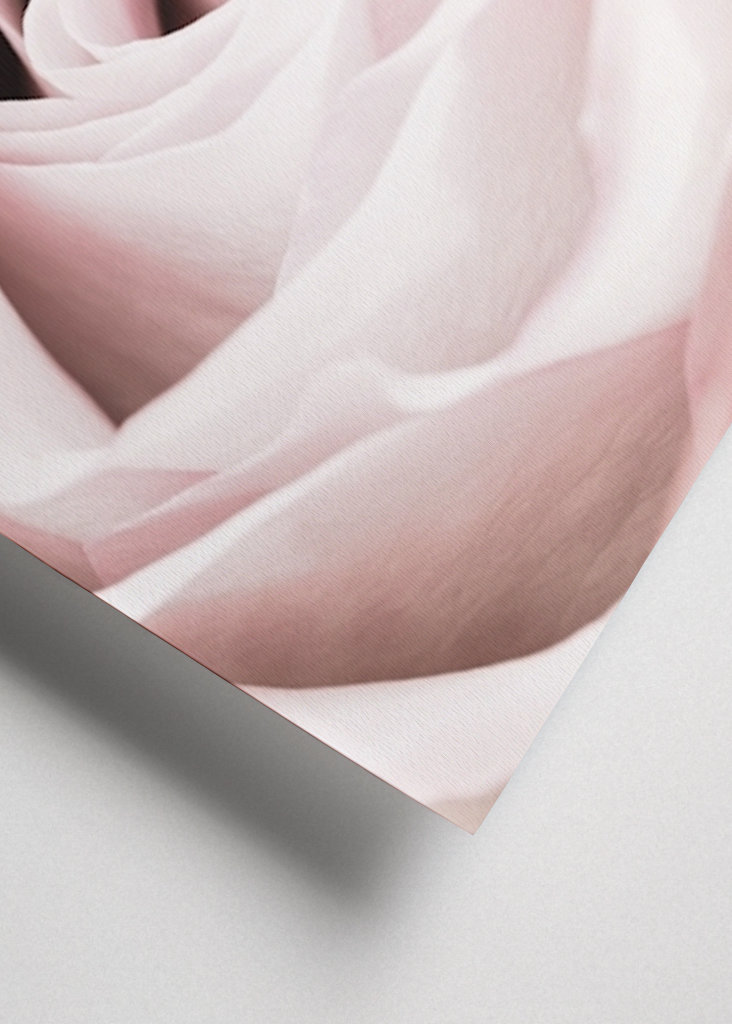 Rosa Ros 6 Zoekertjes