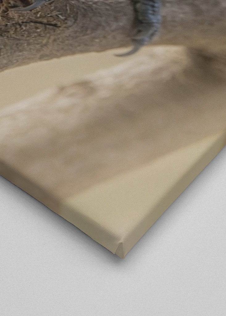 Afrikansk/Maghreb blå chickadee