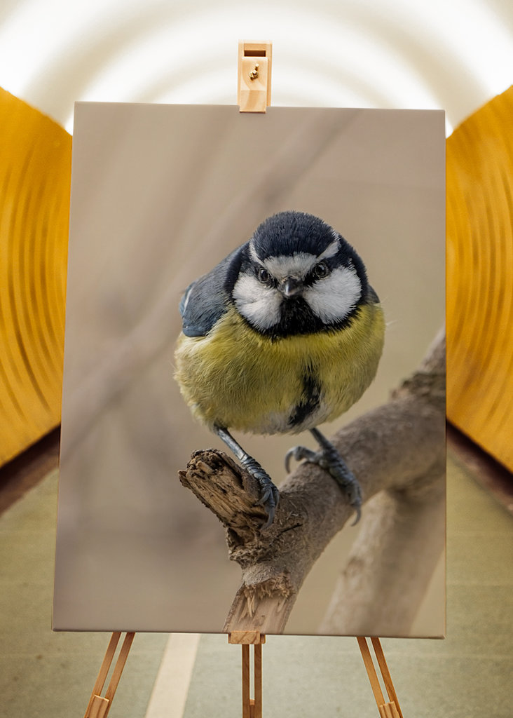 Afrikansk/Maghreb blå chickadee