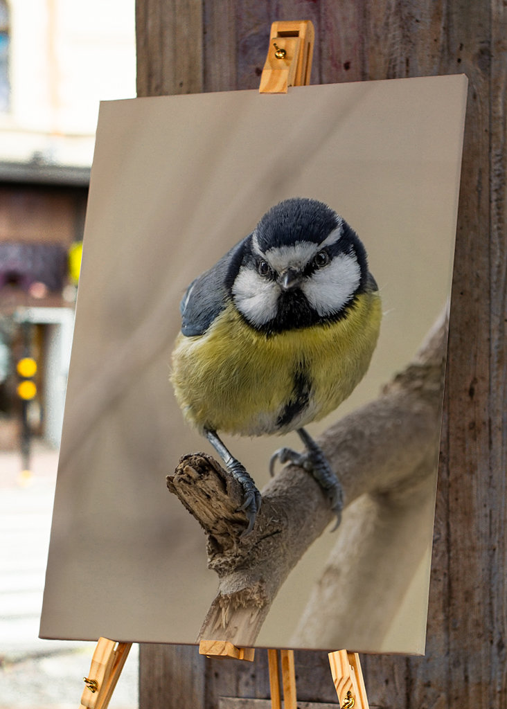 Afrikansk/Maghreb blå chickadee