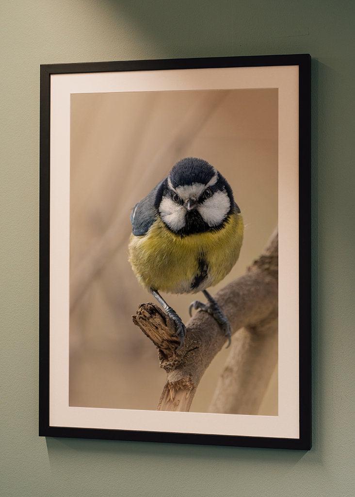 Afrikansk/Maghreb blå chickadee