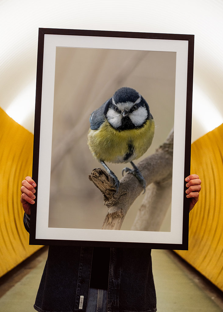 Afrikansk/Maghreb blå chickadee