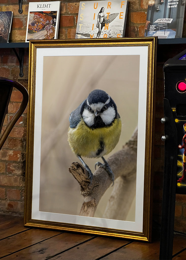 Afrikansk/Maghreb blå chickadee