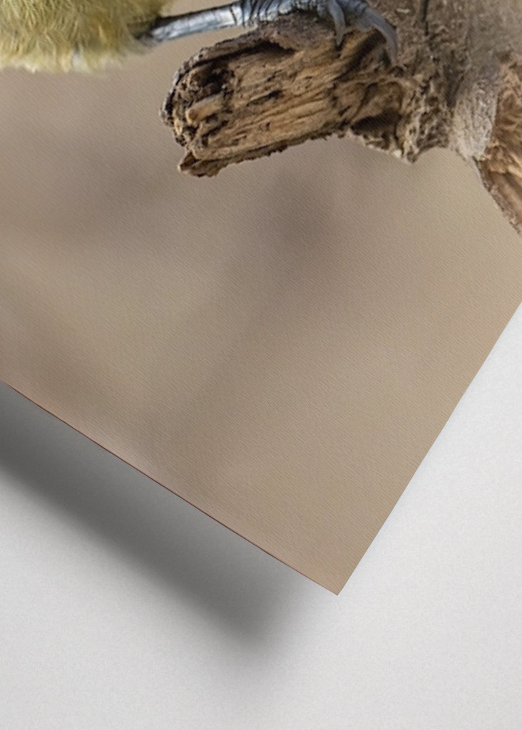 Afrikansk/Maghreb blå chickadee