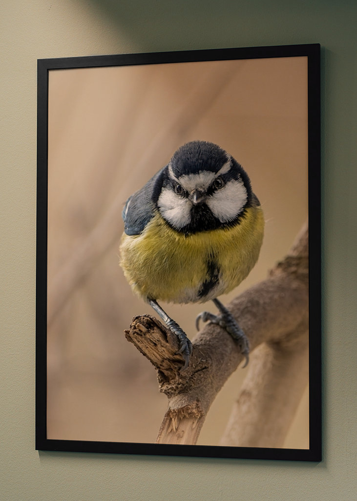 Afrikansk/Maghreb blå chickadee