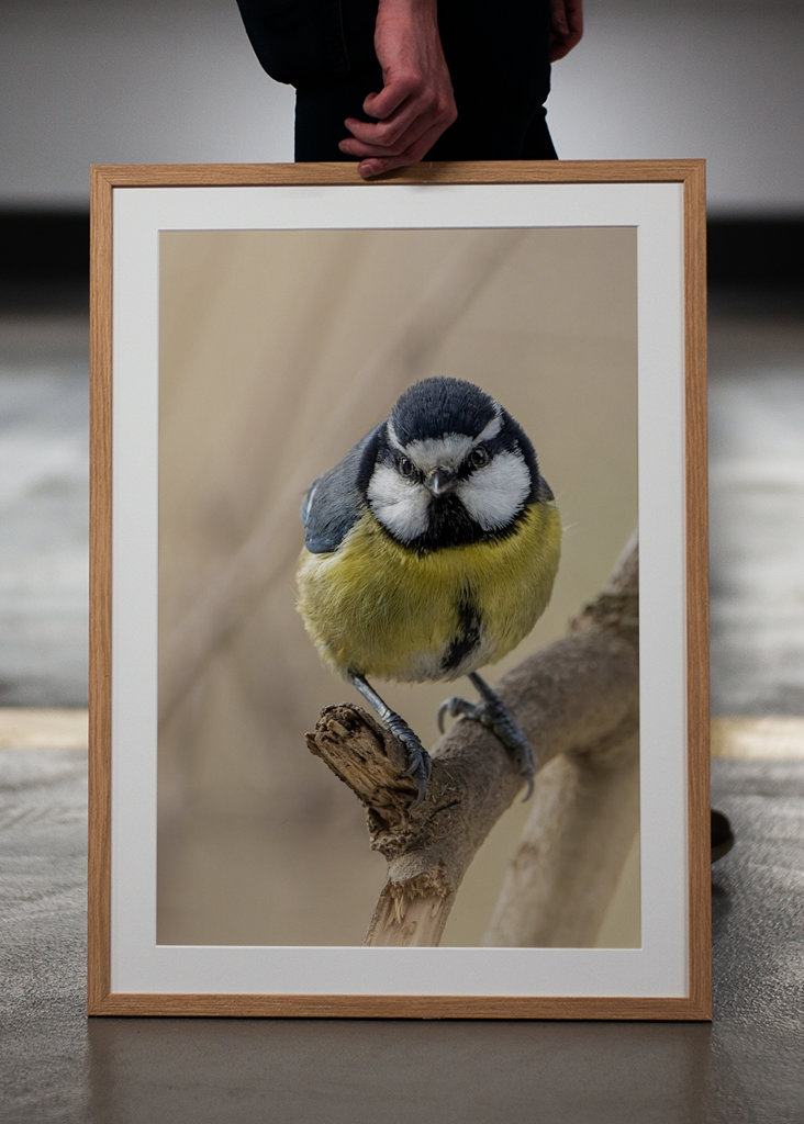 Afrikansk/Maghreb blå chickadee