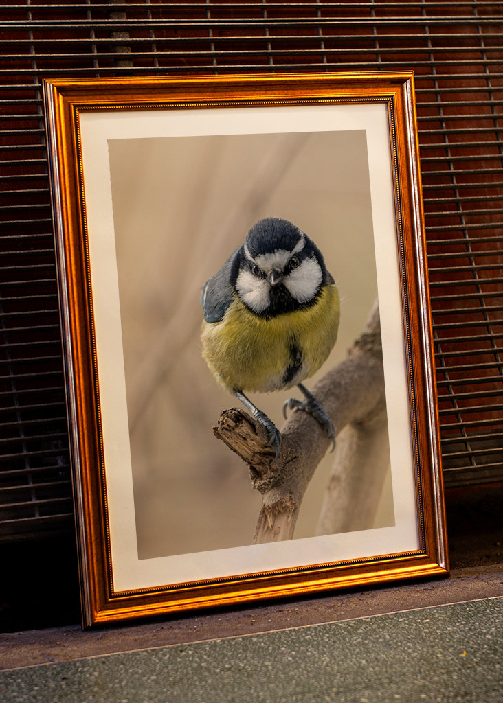 Afrikansk/Maghreb blå chickadee