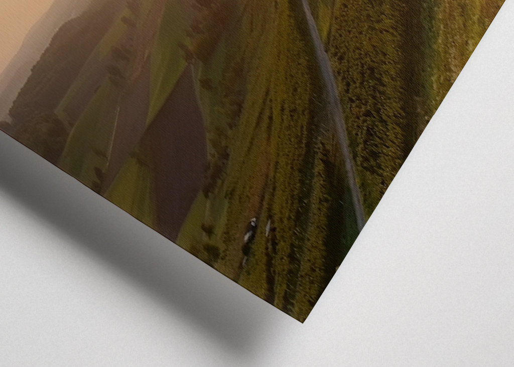 Wijngaarden in de zon