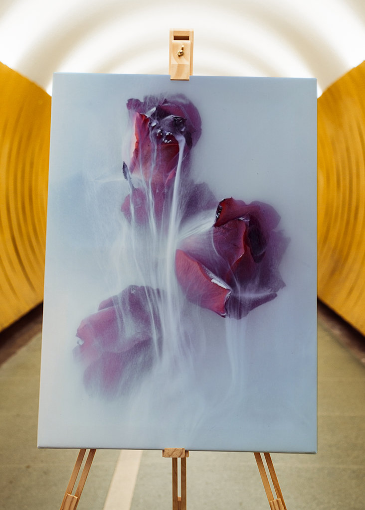 Dripping Rose