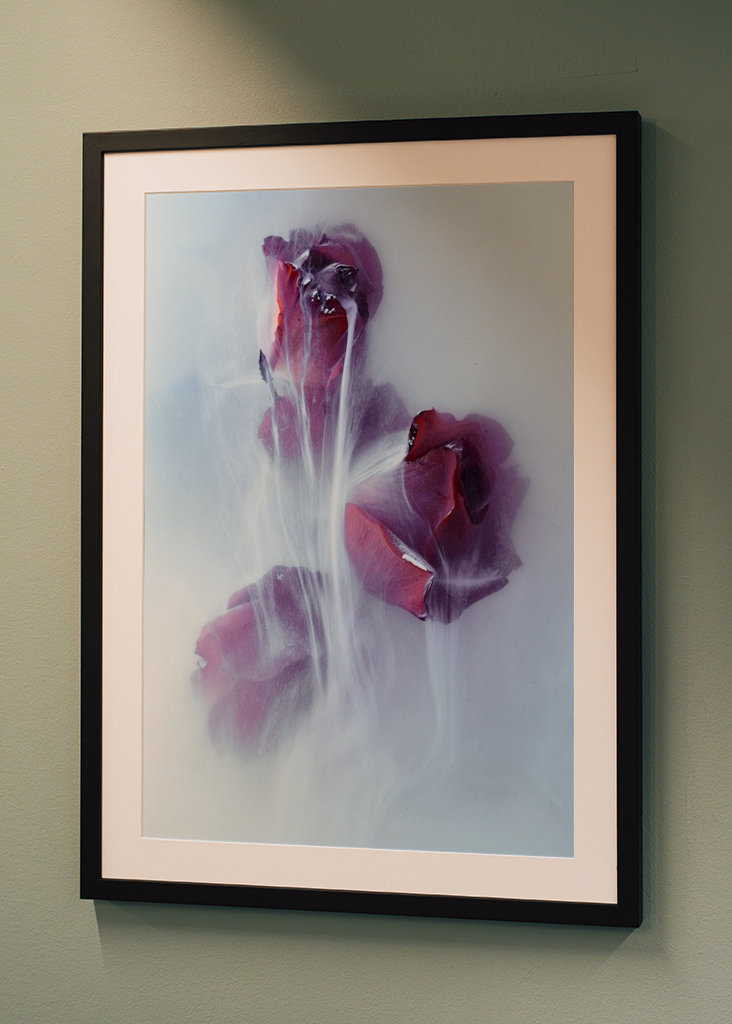 Dripping Rose