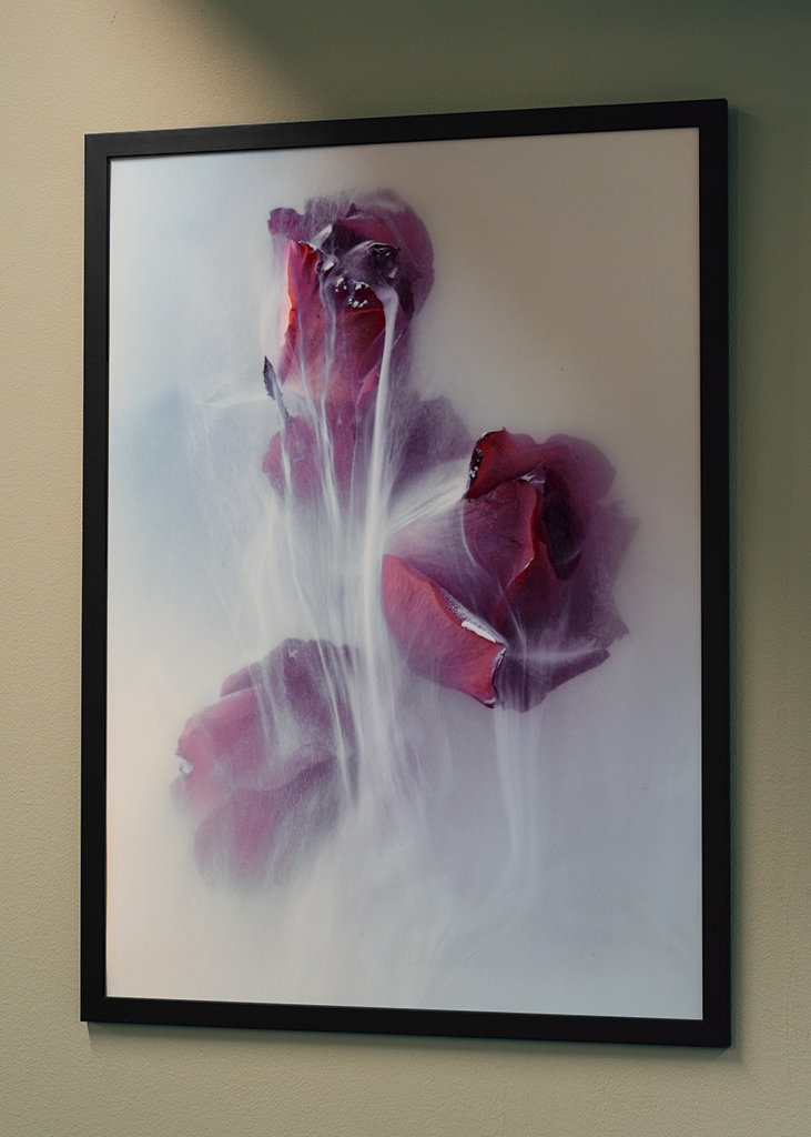 Dripping Rose