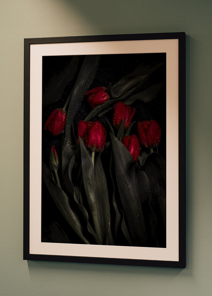 Tulipa