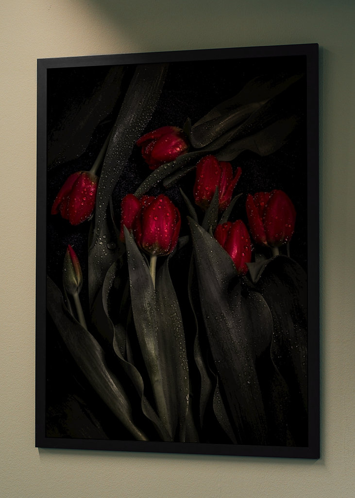 Tulipa
