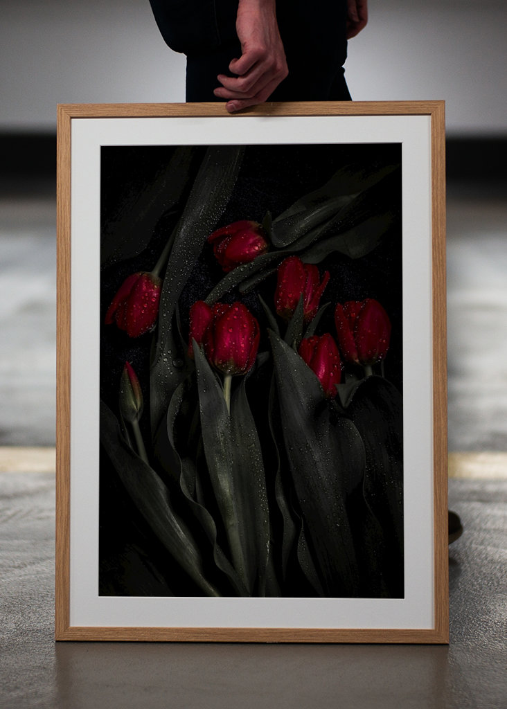 Tulipa