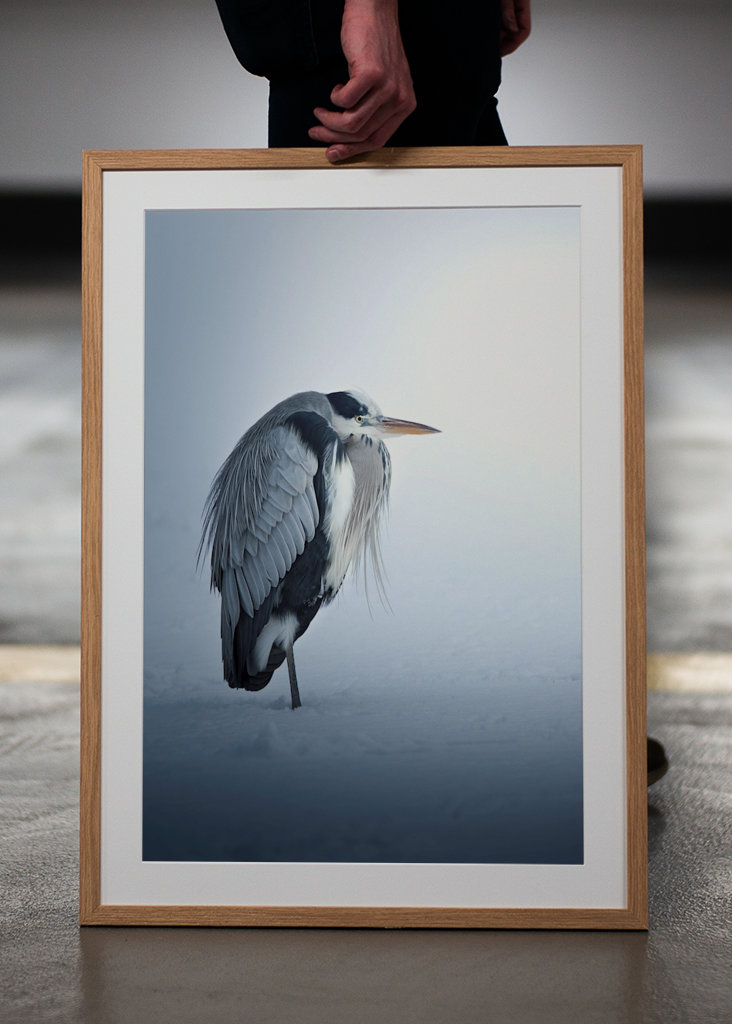 Heron in profile