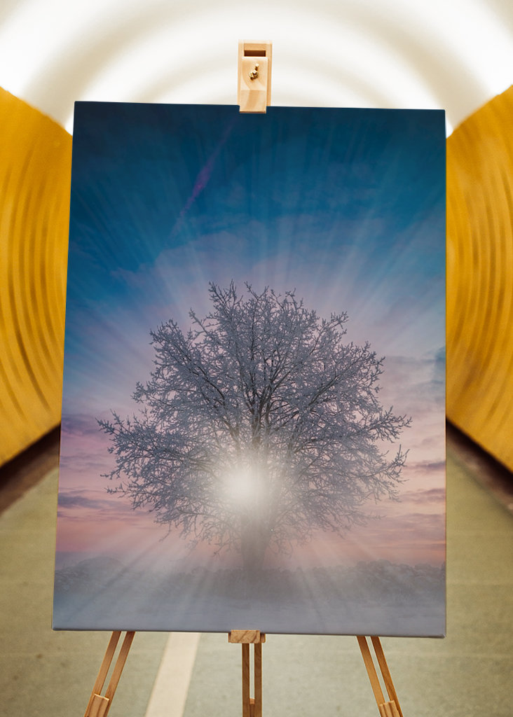 Bomen bij zonsondergang