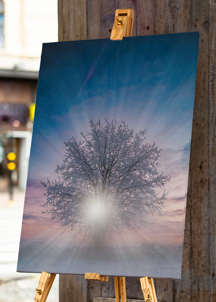 Bomen bij zonsondergang