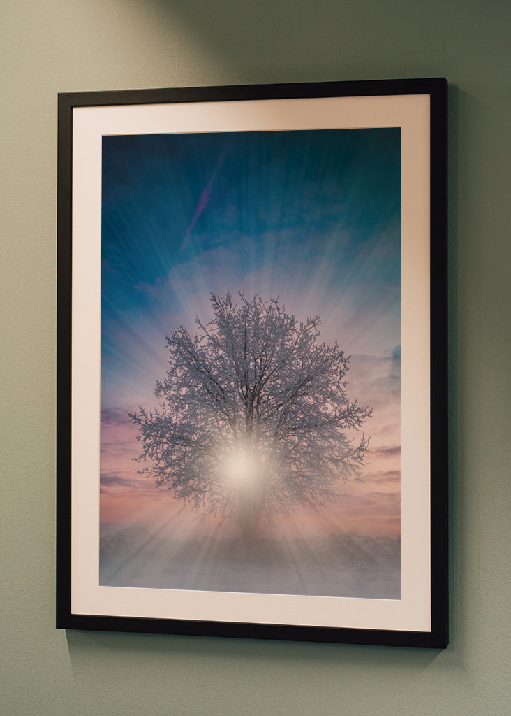 Bomen bij zonsondergang