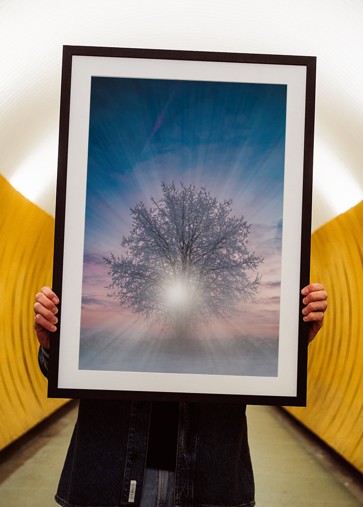 Bomen bij zonsondergang