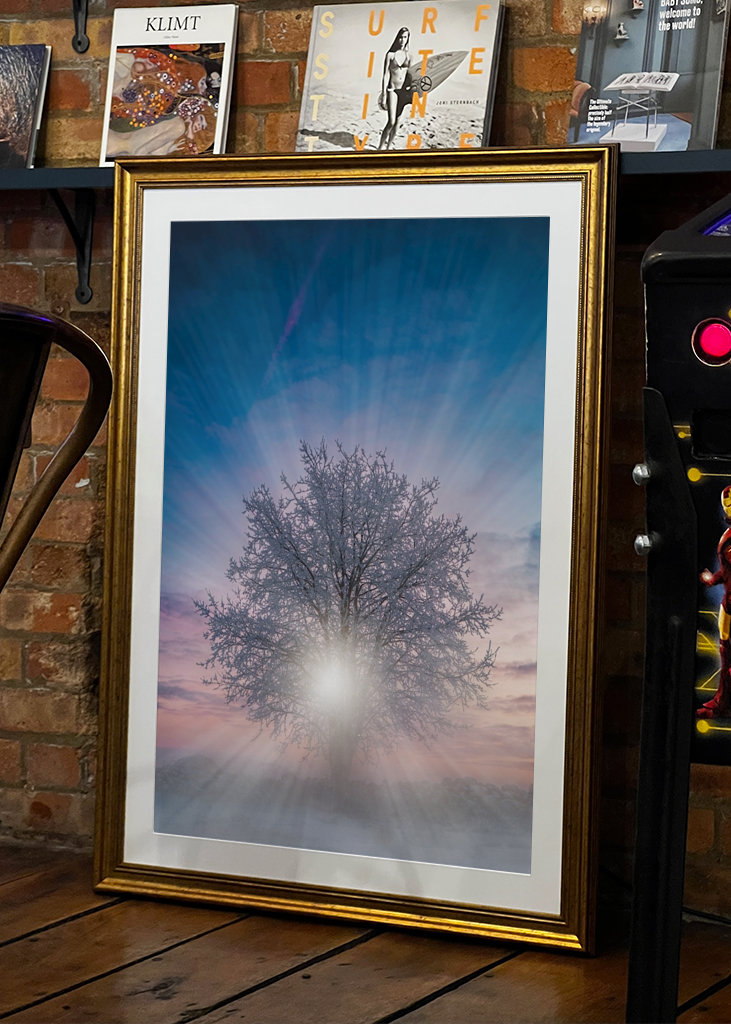 Bomen bij zonsondergang