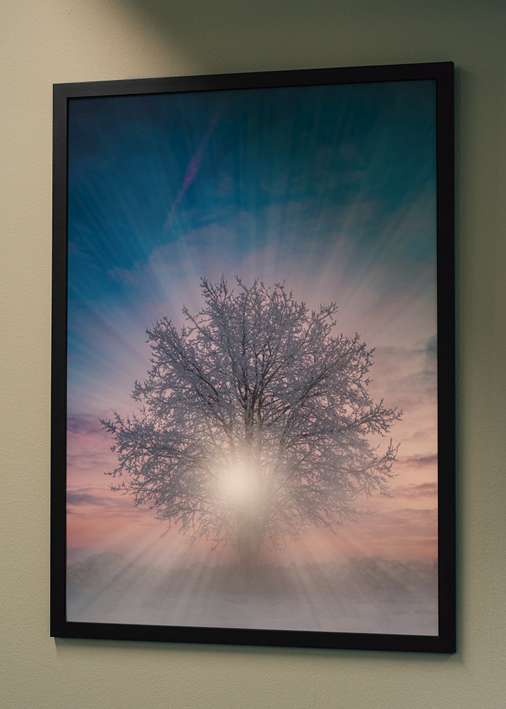 Bomen bij zonsondergang