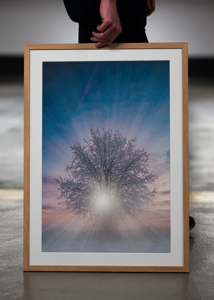Bomen bij zonsondergang