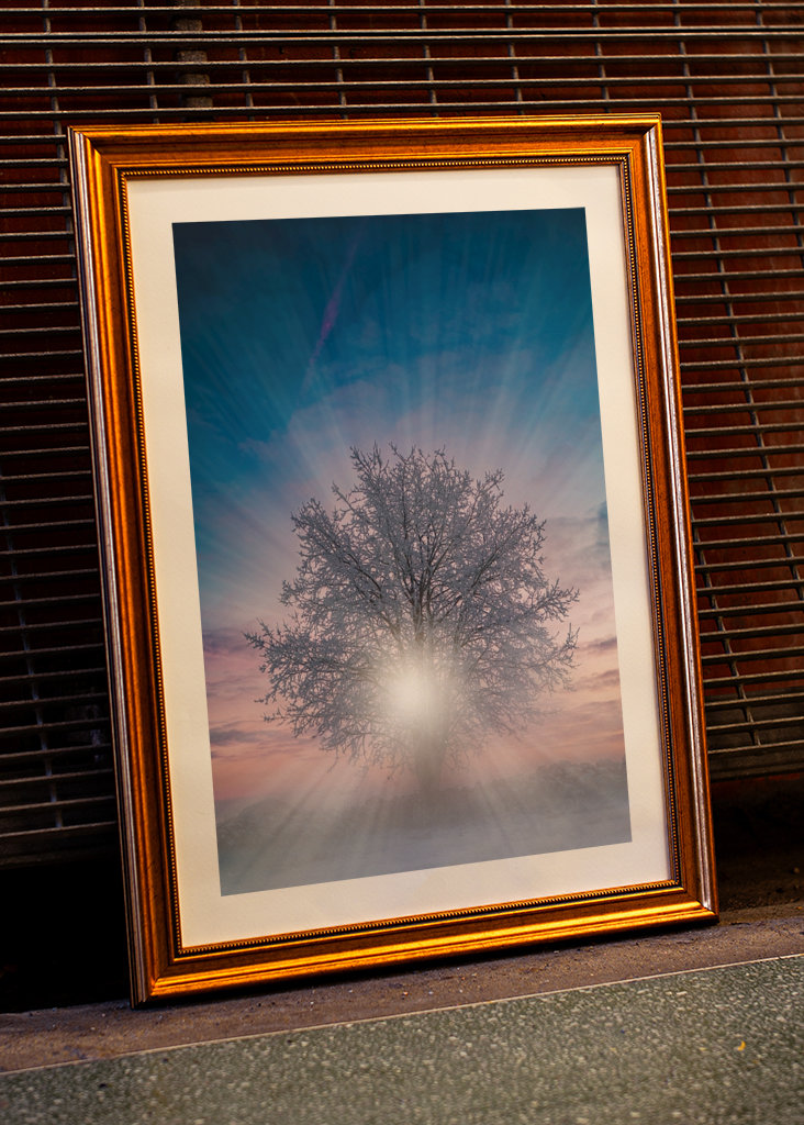 Bomen bij zonsondergang