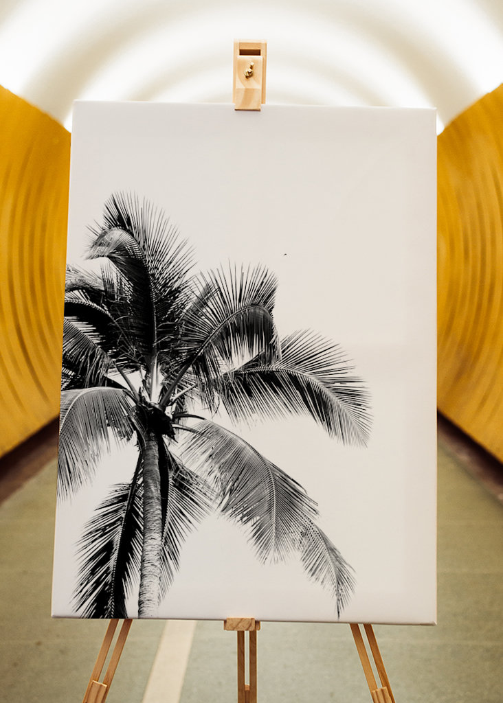 The dream of palm trees