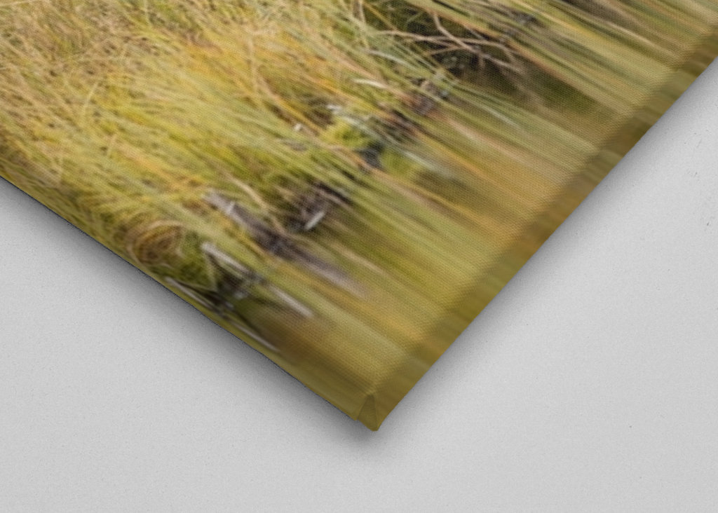 Bjørn i kveldslyset