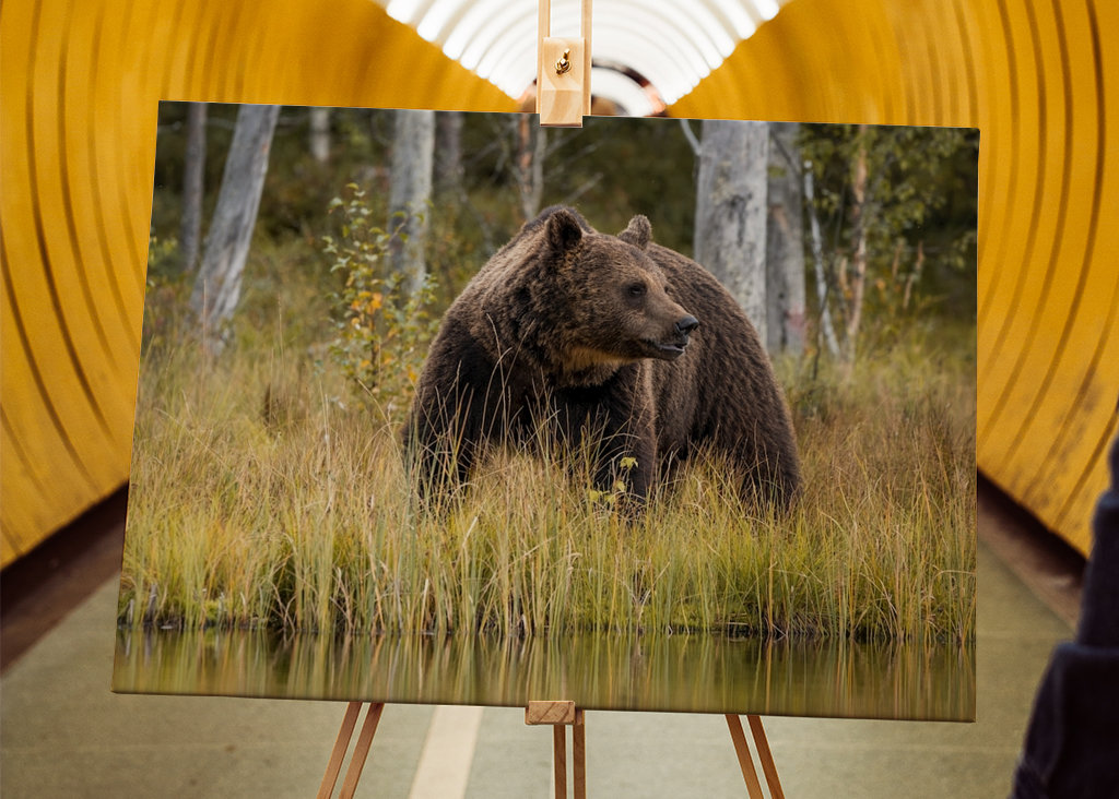 Bjørn i kveldslyset