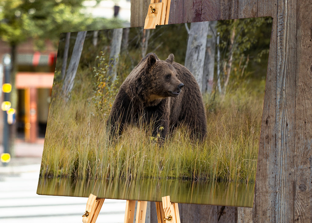 Bjørn i kveldslyset