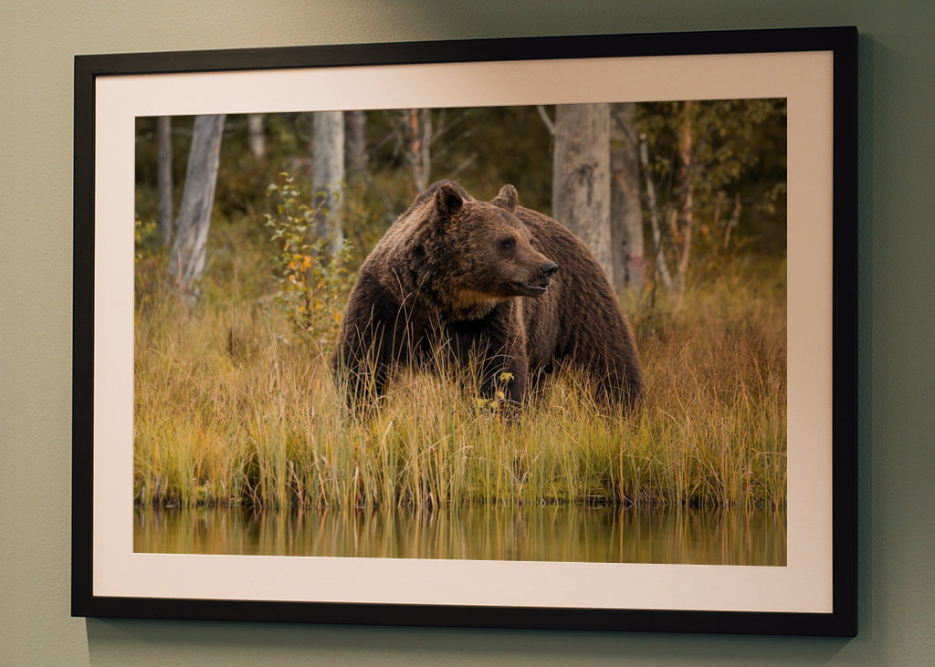 Bjørn i kveldslyset