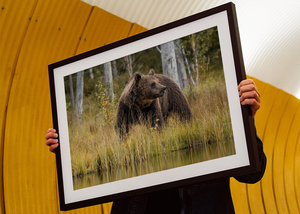 Bjørn i kveldslyset