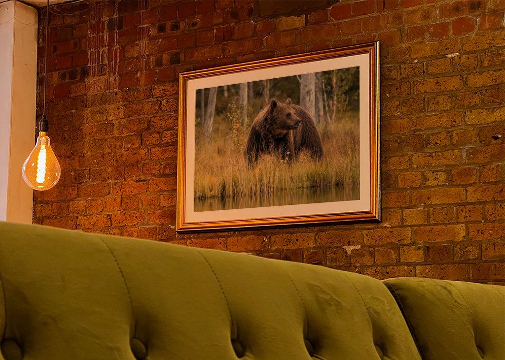 Bjørn i kveldslyset