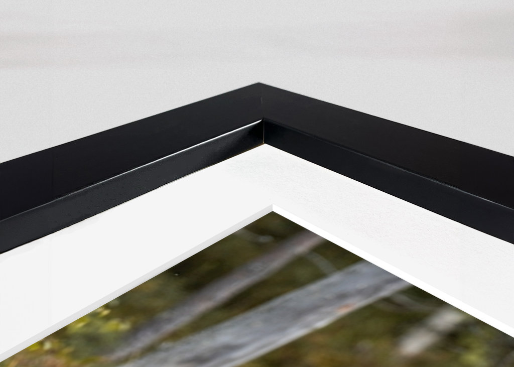 Bjørn i kveldslyset