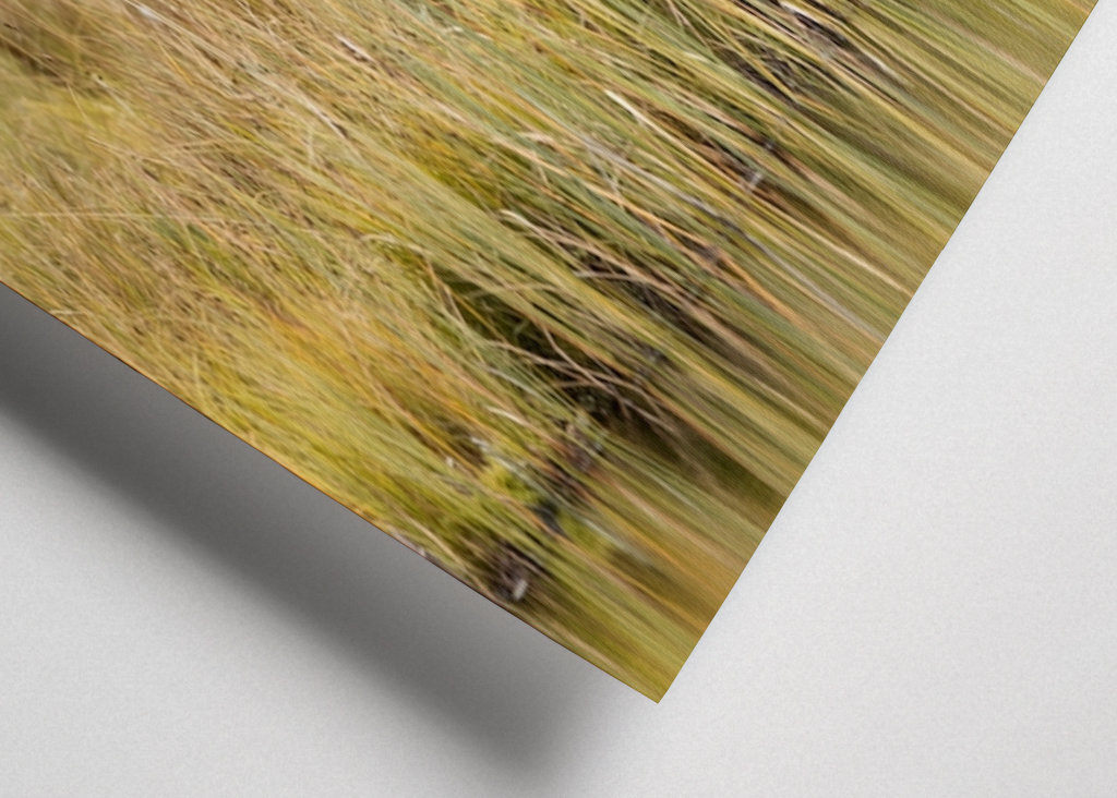 Bjørn i kveldslyset