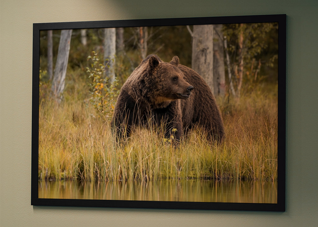 Bjørn i kveldslyset