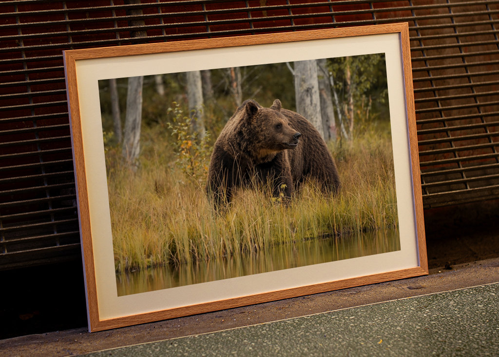 Bjørn i kveldslyset