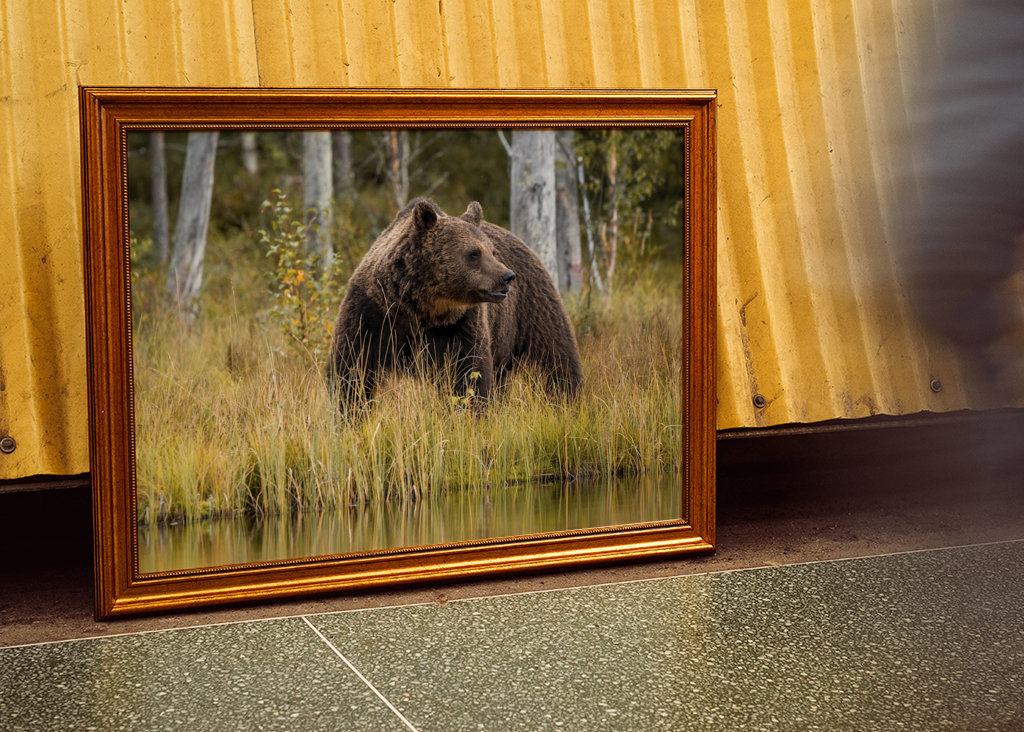 Bjørn i kveldslyset